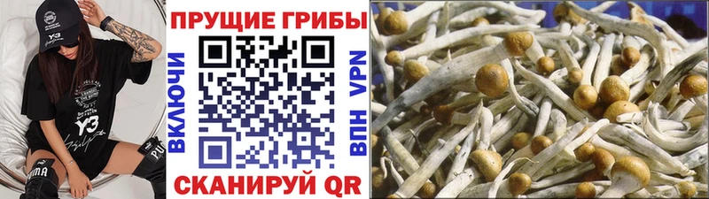 Галлюциногенные грибы Magic Shrooms  купить   Бокситогорск 